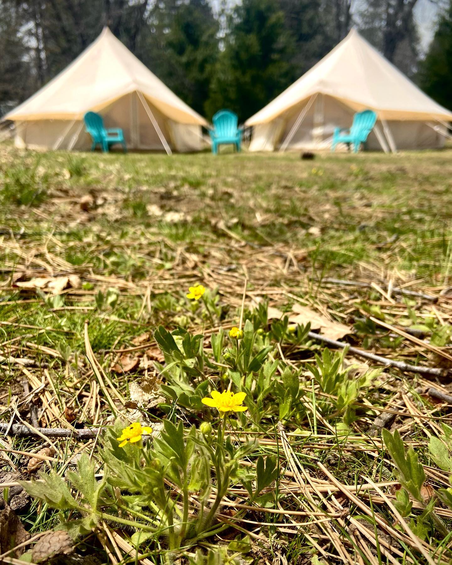 Glamping Yurt and Spring Flowers