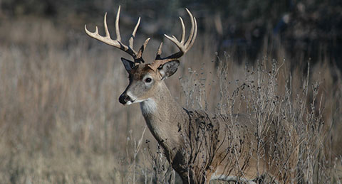 Mule Deer San Diego Mountains