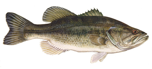 Bass 