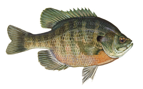 Bluegill