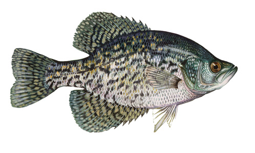 Crappie