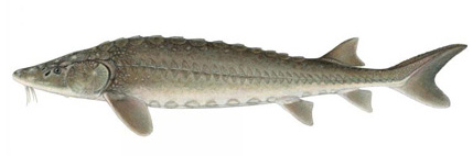 Sturgeon