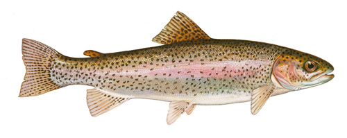 Trout