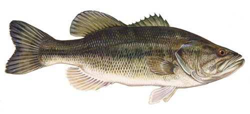 Bass 