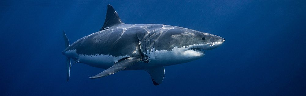 Great White Shark