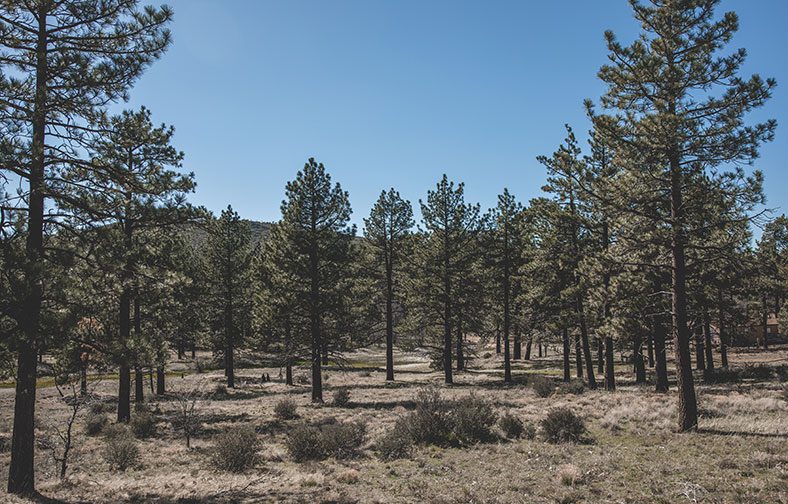 pine tree meadow at laguna campground